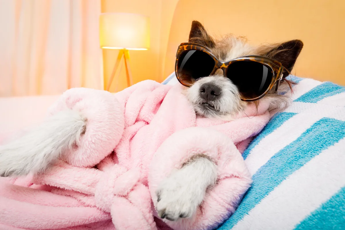 Hond in roze badjas met zonnebril ontspant op een handdoek