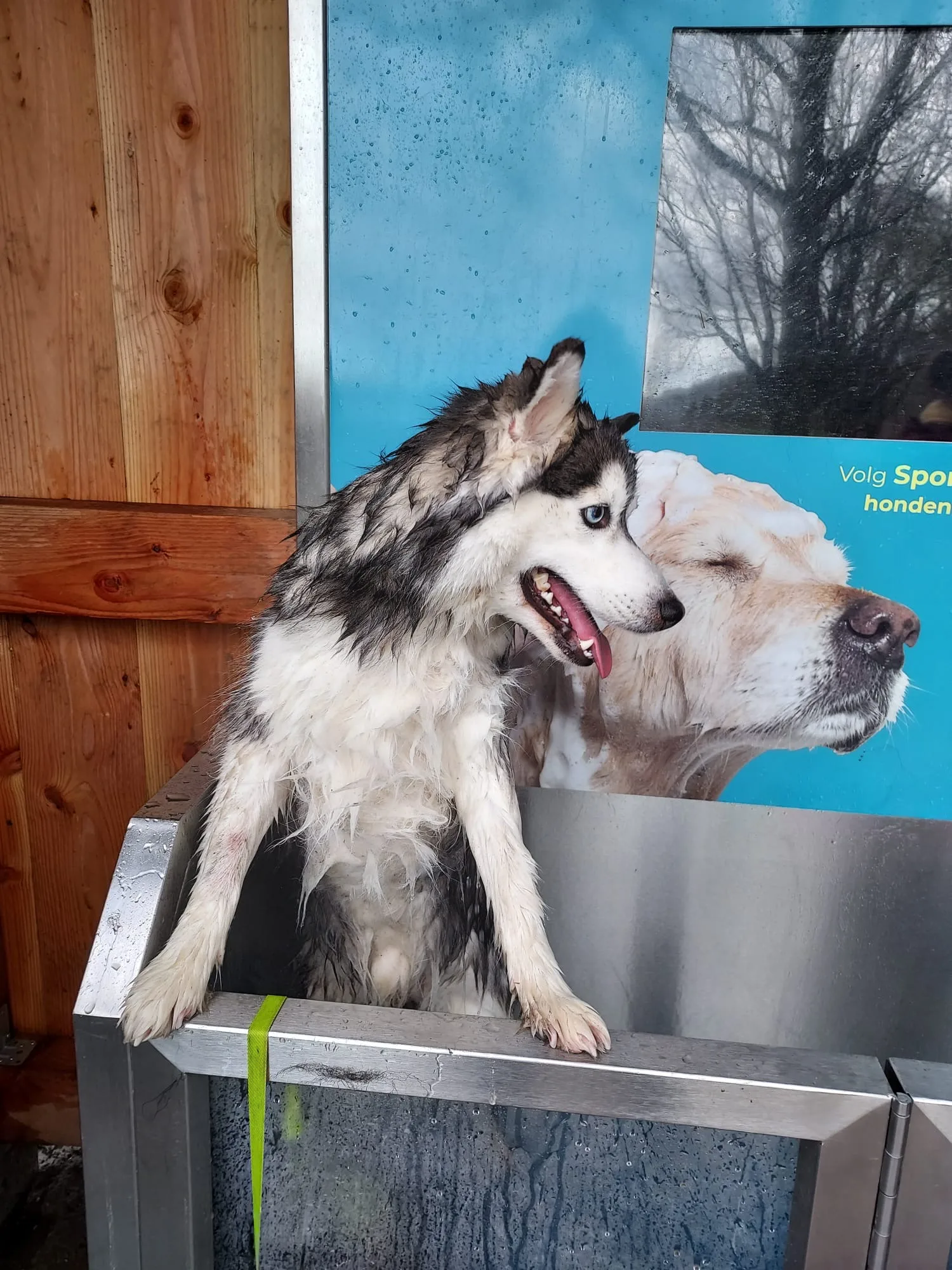 Wendy bij Sponge Dog met Aiko · Pomski