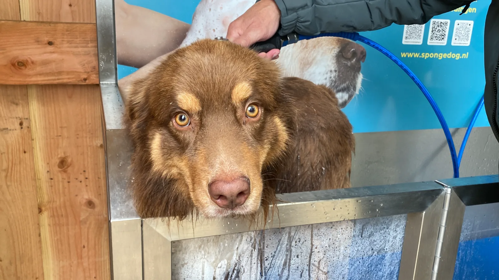 Mark bij Sponge Dog met Arthur · Australian Shepherd