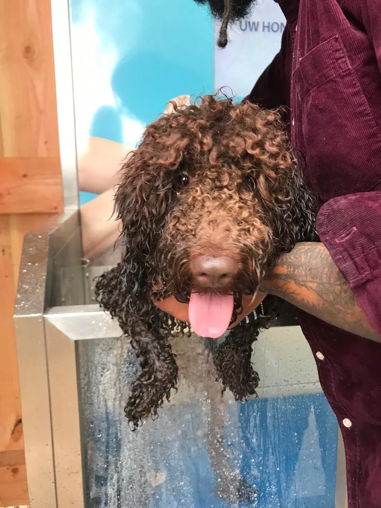Quenton bij Sponge Dog met Badu · Labradoodle